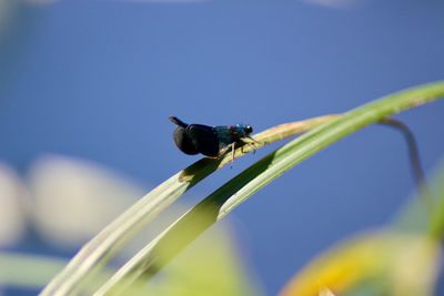 Close-up of insect on plant