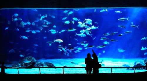 People swimming in aquarium