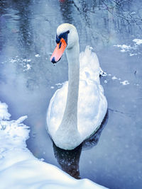 Close-up of swan swimming in lake