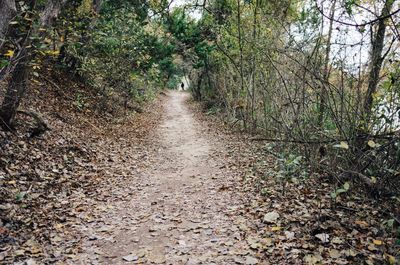 Plants growing in forest during autumn