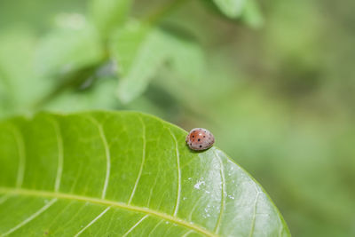 Close-up of insect on leaf