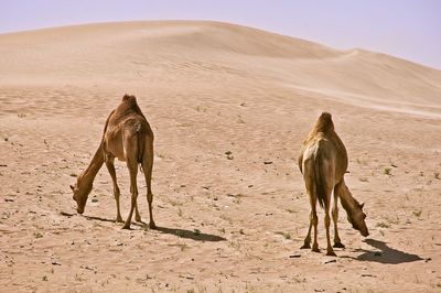 Horse standing in desert against clear sky