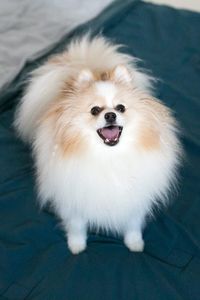 High angle portrait of dog sitting on bed