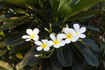 Close-up of white flowering plant