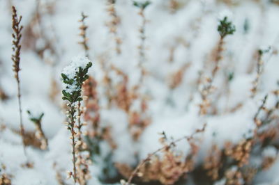 Close-up of snow on plant