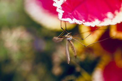 Close-up of insect on flower