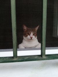 Portrait of cat sitting by window