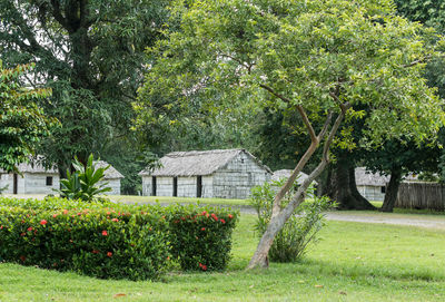 Trees growing in lawn