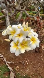 Close-up of yellow flowers