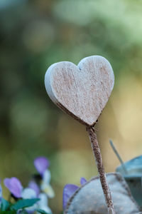 Close-up of heart shaped purple flower