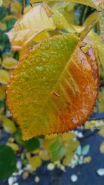 Close-up of butterfly on leaf