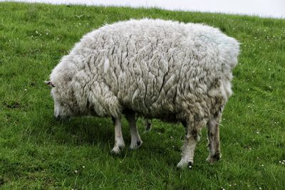 Sheep grazing on a dike