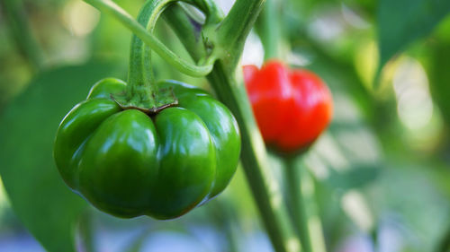 Close-up of tomatoes