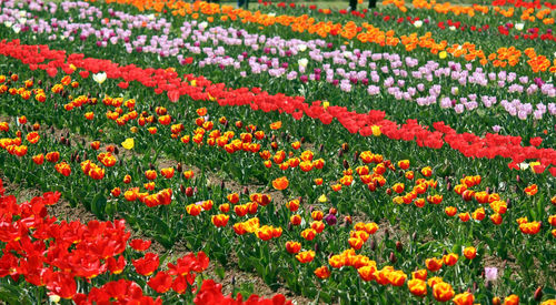 Full frame shot of multi colored tulips in field