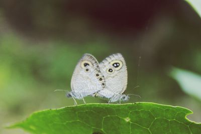 Close-up of butterfly perching on plant