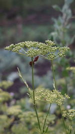Close-up of flowering plants on land
