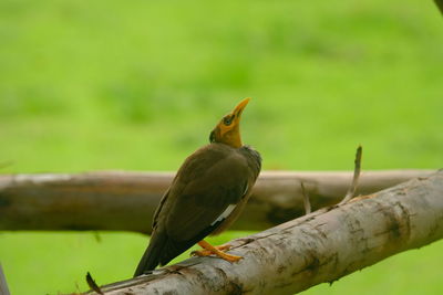 Mynas living in the national park very cute and friendly.