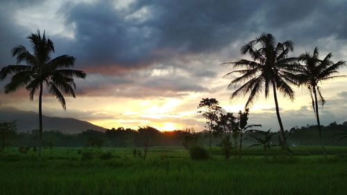 Silhouette palm trees on field against sky at sunset