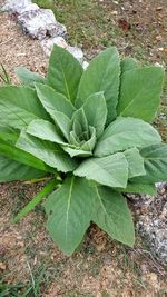 High angle view of plant on field