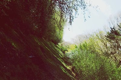 Low angle view of trees against sky