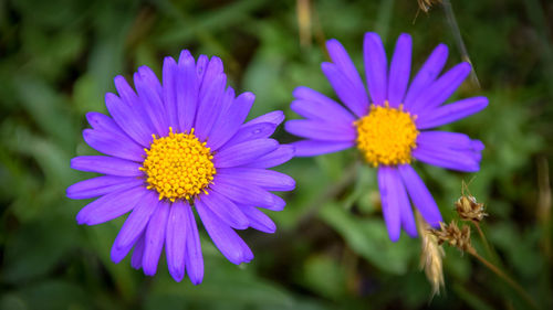 Close-up of purple flower