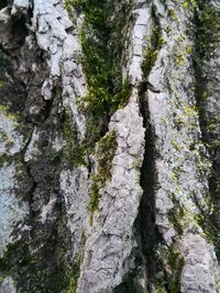 Close-up of moss growing on tree trunk