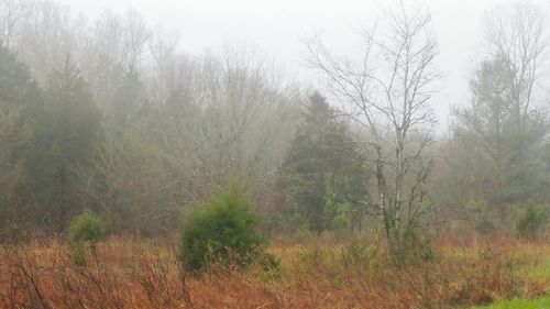 Wet trees against sky during rainy season