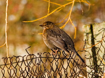 Blackbird on a fence.  common blackbird turdus merula