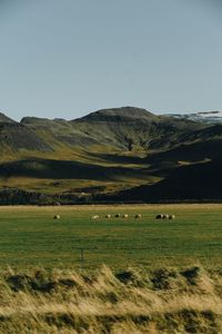 Scenic view of field against sky
