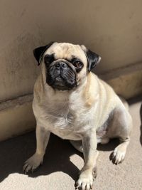 Portrait of dog sitting outdoors