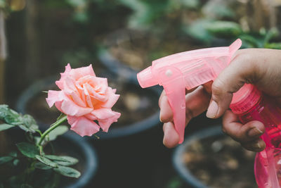 Close-up of hand holding pink flowering plant