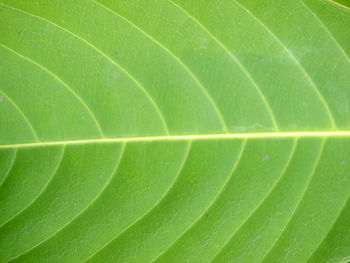 Full frame shot of green leaf