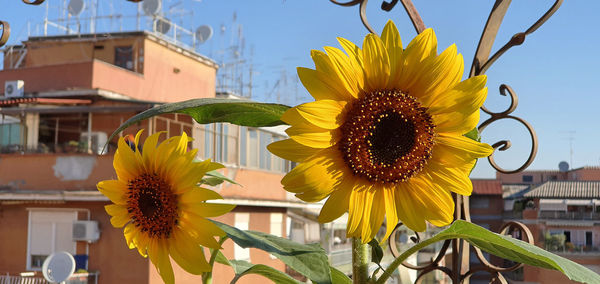 Close-up of sunflower against sky