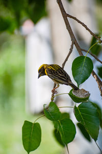 Close-up of bird perching on a plant