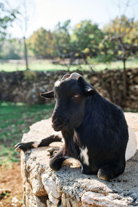 Close-up of an animal