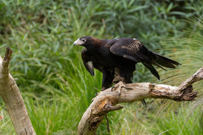 Close-up of eagle perching on tree