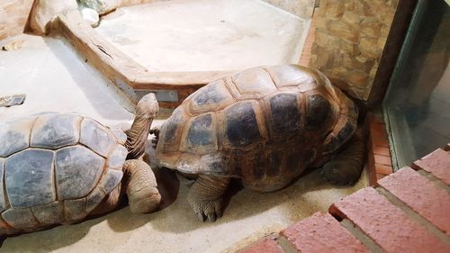 Close-up of a turtle