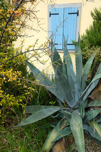 Close-up of plant against building