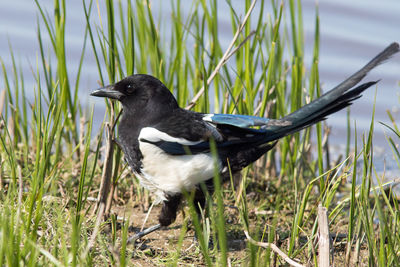 Close-up of a bird on field