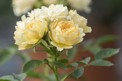 Close-up of yellow rose