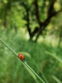 Close-up of ladybug on leaf