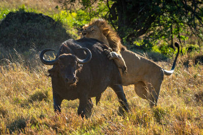 Male lion grabbing cape buffalo by hindquarters