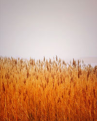 View of stalks in field against clear sky