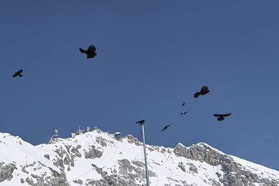 Low angle view of birds flying over snowcapped mountain against sky