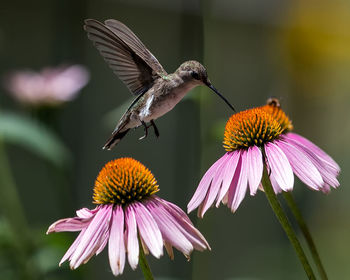 Close-up of butterfly pollinating on purple flower