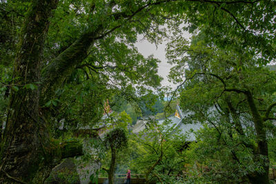 Low angle view of trees in forest