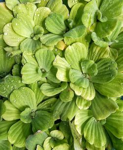 Close-up of water drops on leaves