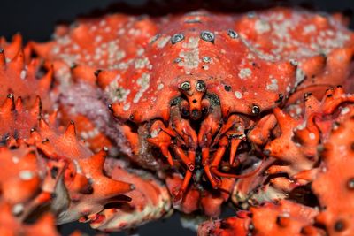 Close-up of orange crab in freezer