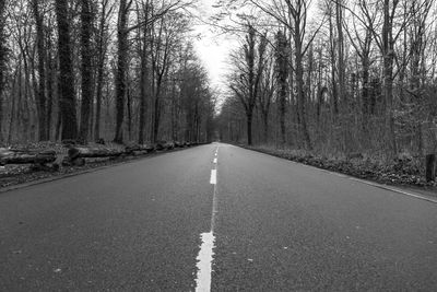 Surface level of road amidst trees in forest