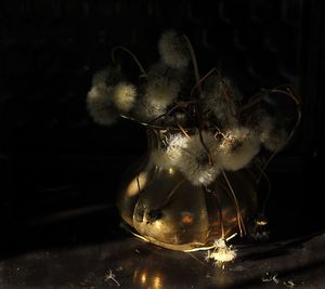 Close-up of fly on glass table